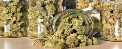 Weed Strains Icon