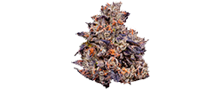 img LCGxRS strain