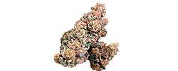 img Chivo Bomb strain
