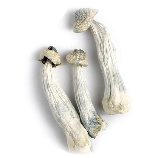 Albino Penis Envy