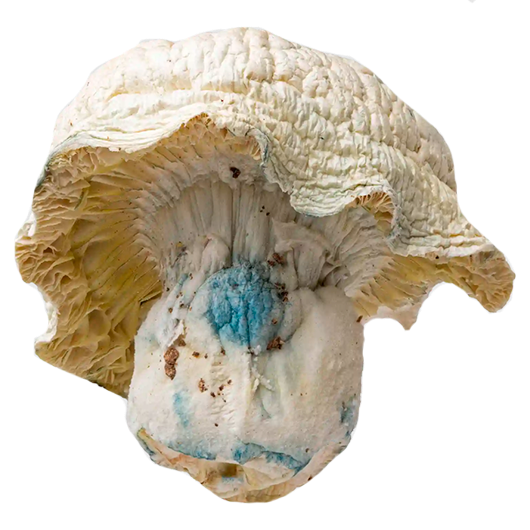 Iceberg | Albino Thai Lipa